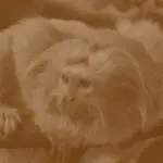 دانلود آهنگ واسه من که دل شکستم از غم زمونه خستم “ریمیکس قفلی جدید” از هایده